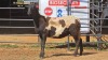 1 X MEATMASTER CROSS F ADANSONIA SAFARIS