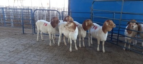 5X PERSIE OOI/EWE (PER PIECE TO TAKE THE LOT)