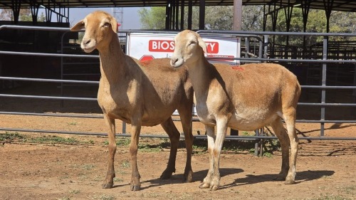 2 X MEATMASTER F ADANSONIA SAFARIS (Per animal to take the lot)