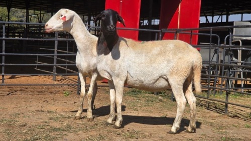 2 X DORPER CROSS F ADANSONIA SAFARIS (Per animal to take the lot)