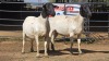 2 X DORPER F ADANSONIA SAFARIS (Per animal to take the lot)
