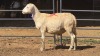 1 X DORPER CROSS M ADANSONIA SAFARIS