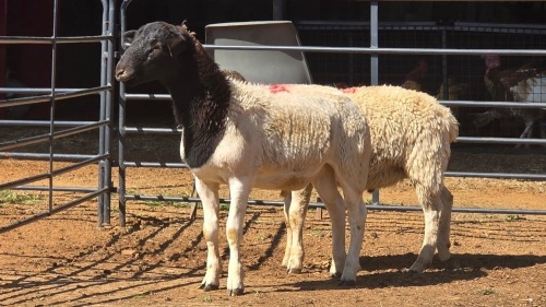 2 X DORPER M TIEGERPOORT (Per animal to take the lot)