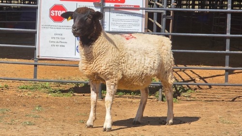 1 X DORPER F TIEGERPOORT