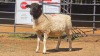 1 X DORPER F TIEGERPOORT
