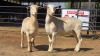 2 X WIT DORPER F TIEGERPOORT (Per animal to take the lot)