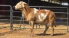 1 X MEATMASTER M CGH CONSULTING