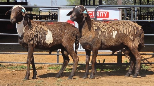 2 X MEATMASTER M N. SEBASTIAO (Per animal to take the lot)