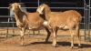 2 X MEATMASTER F N. SEBASTIAO (Per animal to take the lot)
