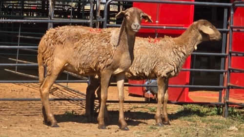 2 X MEATMASTER F N. SEBASTIAO (Per animal to take the lot)