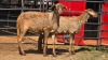 2 X MEATMASTER F N. SEBASTIAO (Per animal to take the lot)