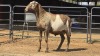 1 X MEATMASTER M N. SEBASTIAO