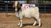 1 X BOER GOAT M VAN DER MERWE BOERDERY