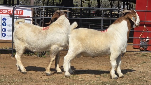 2 X BOER GOAT M VAN DER MERWE BOERDERY (Per animal to take the lot)