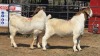 2 X BOER GOAT M VAN DER MERWE BOERDERY (Per animal to take the lot)