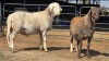 2 X MEATMASTER M F. ROOTMAN (Per animal to take the lot)