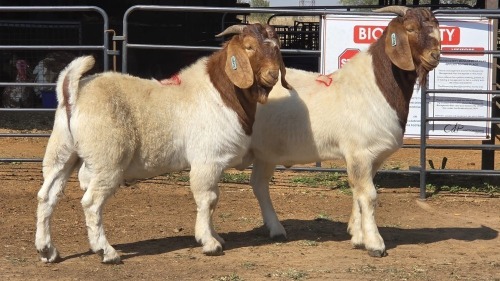 2 X BOER GOAT M VAN DER MERWE BOERDERY (Per animal to take the lot)