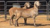 2 X MEATMASTER M WILMEG (Per animal to take the lot)
