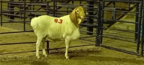 1X PERSIE RAM