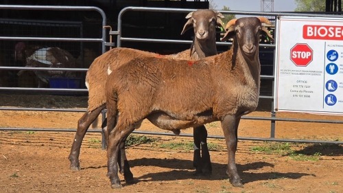 2 X MEATMASTER M WILMEG (Per animal to take the lot)