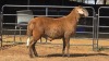 1 X MEATMASTER M WILMEG