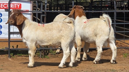 2 X BOER GOAT M VAN DER MERWE BOERDERY (Per animal to take the lot)