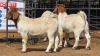 2 X BOER GOAT M VAN DER MERWE BOERDERY (Per animal to take the lot)