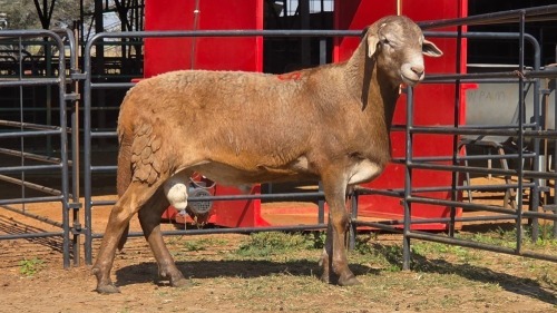 1 X MEATMASTER M DE BEER BOERDERY