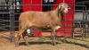1 X MEATMASTER M DE BEER BOERDERY