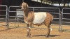 1 X MEATMASTER M LIVESTOCK 88 84