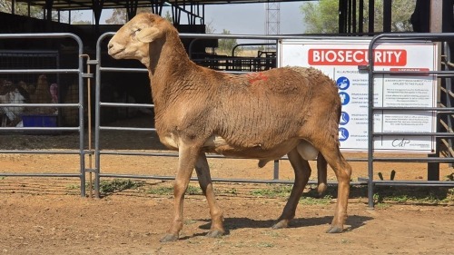 1 X MEATMASTER M DE BEER BOERDERY