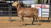 1 X MEATMASTER M DE BEER BOERDERY