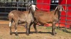 2 X MEATMASTER M WILMEG (Per animal to take the lot)