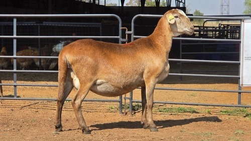1 X MEATMASTER F DELPORT BOERDERY