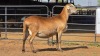 1 X MEATMASTER F DELPORT BOERDERY