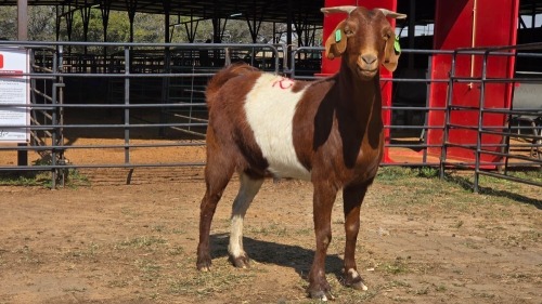 1 X BOER GOAT F WILMEG