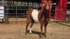 1 X BOER GOAT F WILMEG