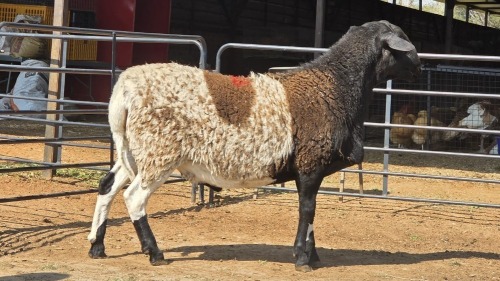 1 X MEATMASTER M F. ROOTMAN