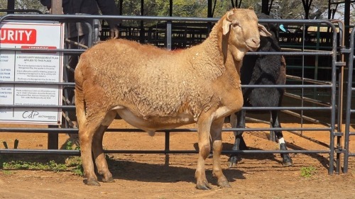 1 X MEATMASTER M F. ROOTMAN