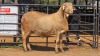 1 X MEATMASTER M F. ROOTMAN