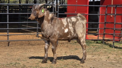 1 X CAPE LOB EAR M WILMEG