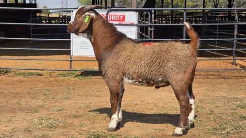1 X CAPE LOB EAR M WILMEG