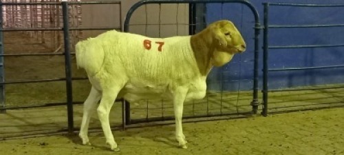 1X PERSIE RAM