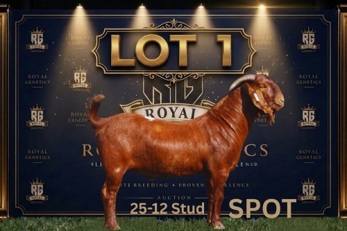 1 X KALAHARI RED STUD BUCK Maize Valley Kalahari Reds