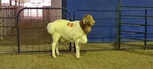 1X PERSIE RAM