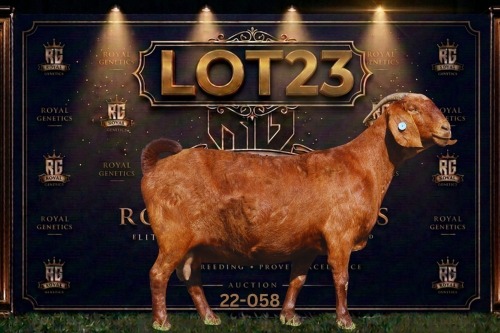 1 X KALAHARI RED STUD DOE Maize Valley Kalahari Reds