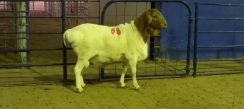 1X PERSIE RAM
