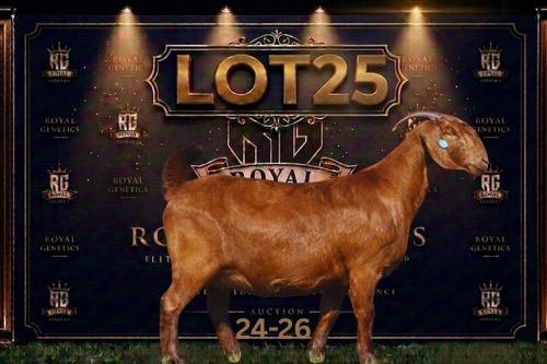 1 X KALAHARI RED STUD DOE Maize Valley Kalahari Reds