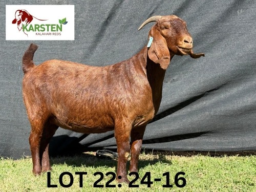 1 X KALAHARI RED STUD DOE KARSTEN KALAHARI REDS