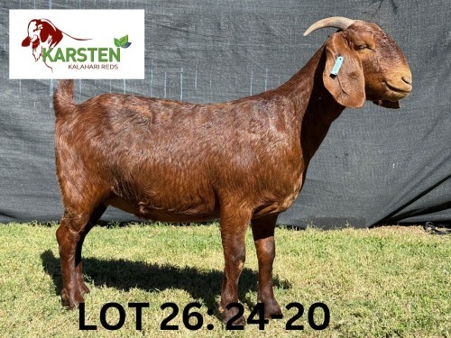 1 X KALAHARI RED FLOCK DOE KARSTEN KALAHARI REDS